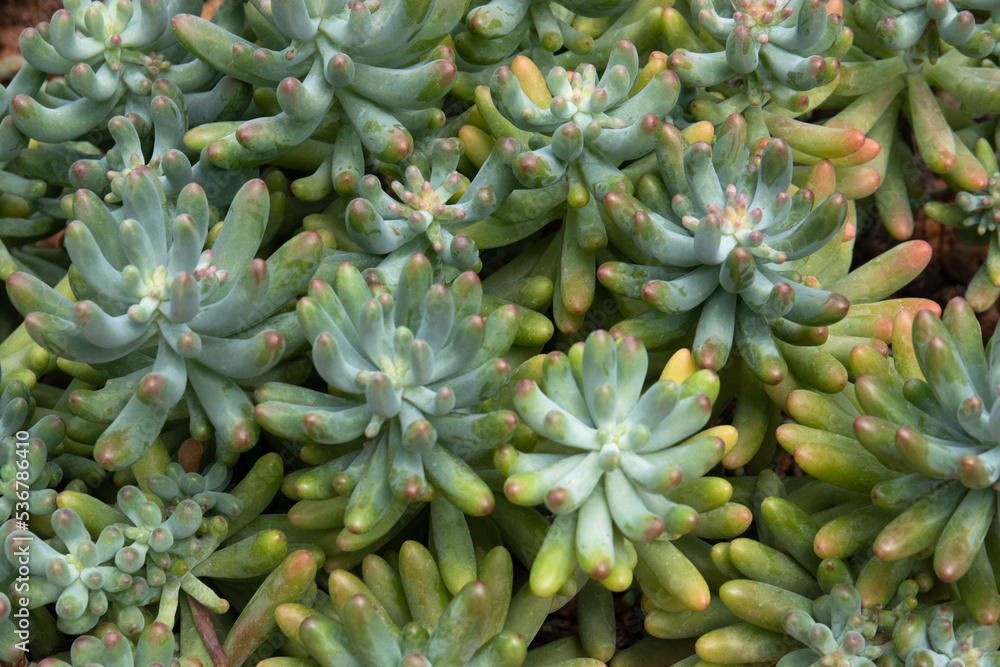 Close up Surface of Green Succulent Close up Surface of Green Succulent