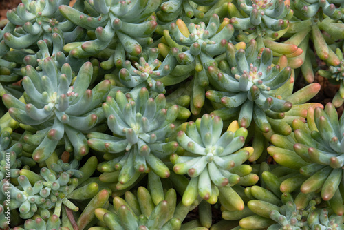 Close up Surface of Green Succulent