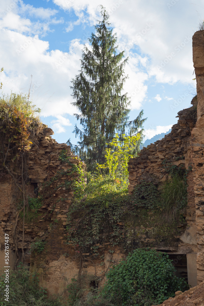 Obraz premium wall
