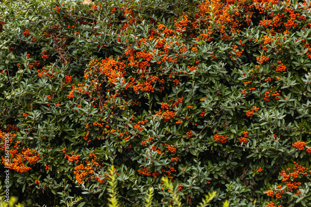 Small bushes full of red and orange mountain ash
