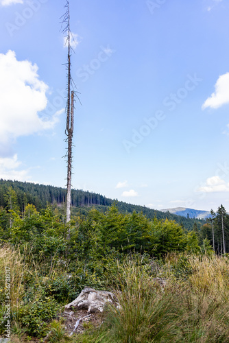 Beautiful sunny day in Golden Mountains full of trees and bushes © wierzchu92