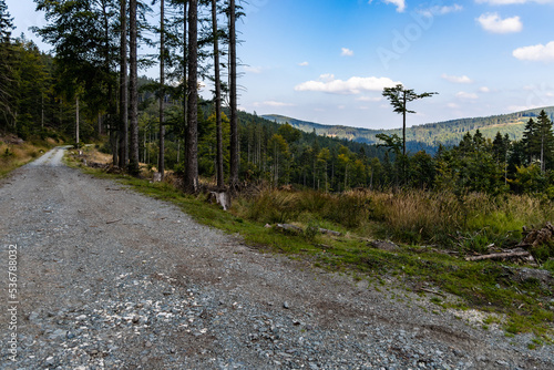 Beautiful sunny day in Golden Mountains full of trees and bushes photo