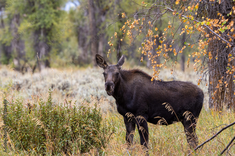 Cow Moose in Wyoming in Autumn Cow Moose in Wyoming in Autumn