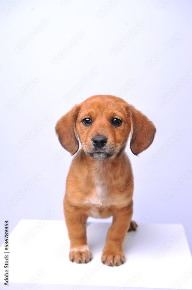 filhote fofinho de cachorro orelha linda filhote fofinho de cachorro orelha linda