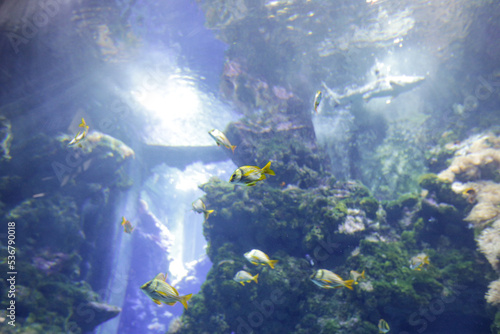 Tropical and exotic fish and corals inside an aquarium.