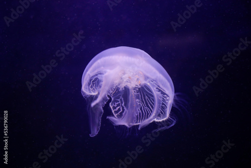 Details with a jellyfish inside an aquarium.