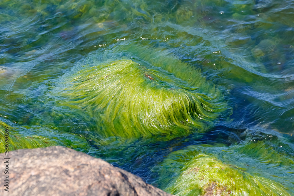 Stones covered with seaweed in Baltic sea water Stones covered with seaweed in Baltic sea water