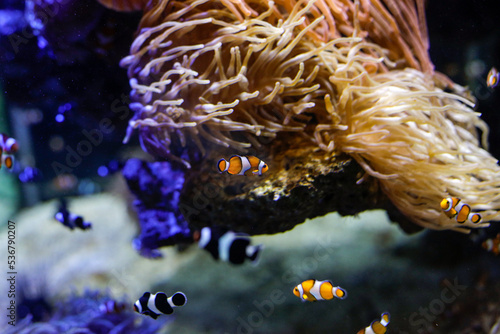 Details with Ocellaris clownfish inside an aquarium.