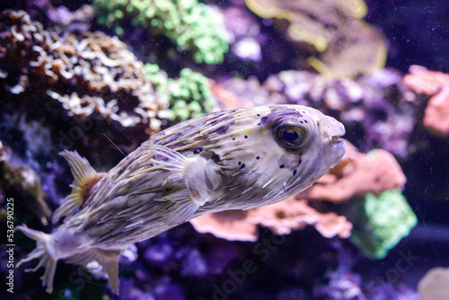 Puffer fish inside an aquarium.