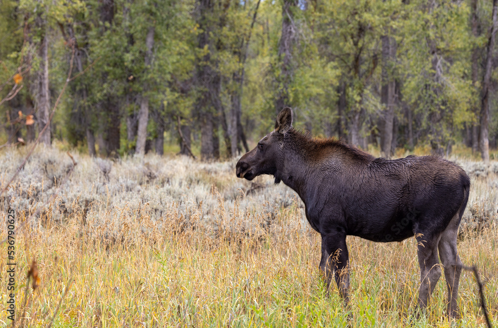Cow Moose in Wyoming in Autumn Cow Moose in Wyoming in Autumn