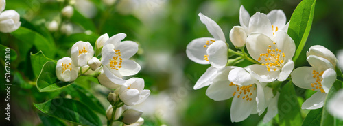 Close up of jasmine flowers in a garden.