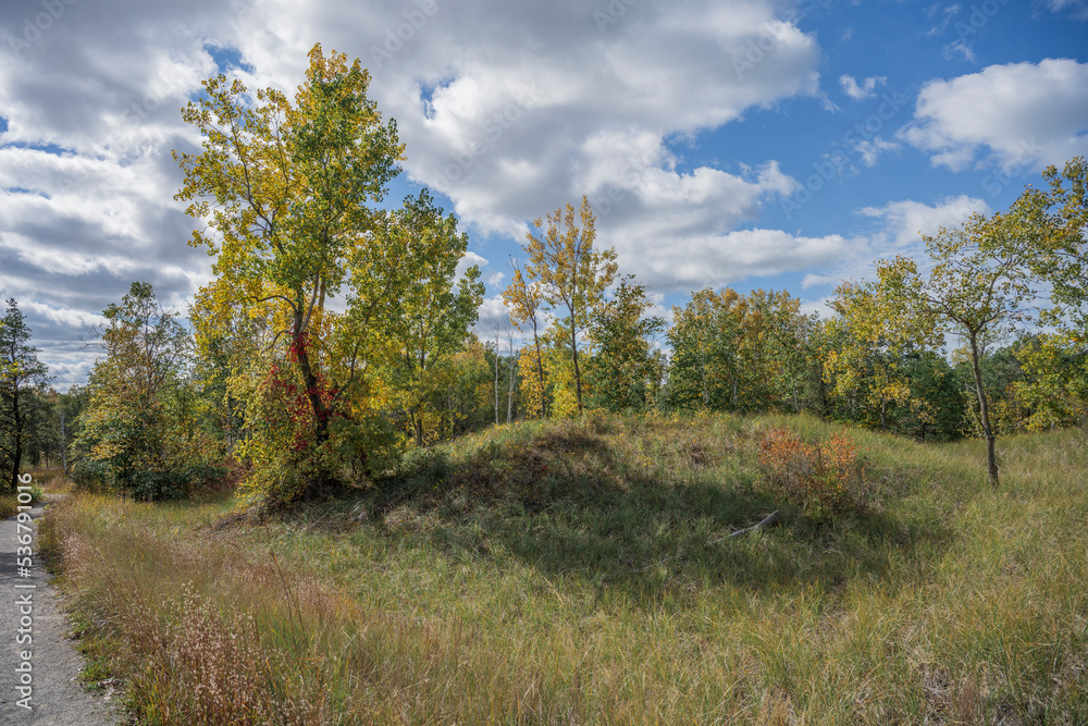 Forest in Autumn