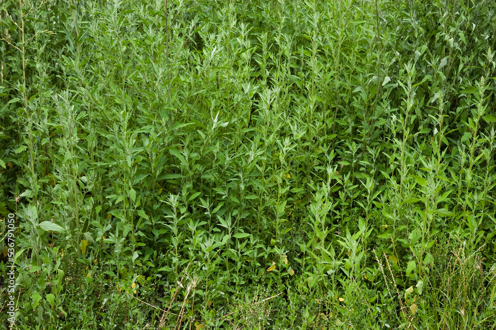summer background: lush green grass summer background: lush green grass