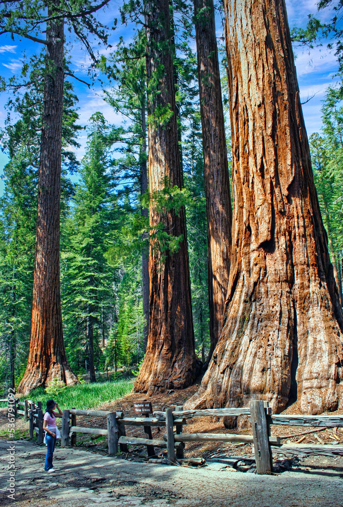 Giant sequoias in Yosemite National Park's Mariposa Grove Giant sequoias in Yosemite National Park's Mariposa Grove