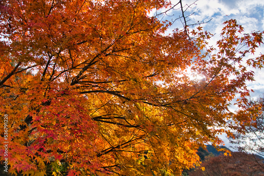 紅葉　逆光 Beautiful maple leaves in autumn sunny day