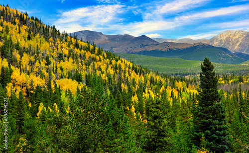 Golden aspens intermingled with pine trees in Rocky Mountain National Park, Colorado during the fall
