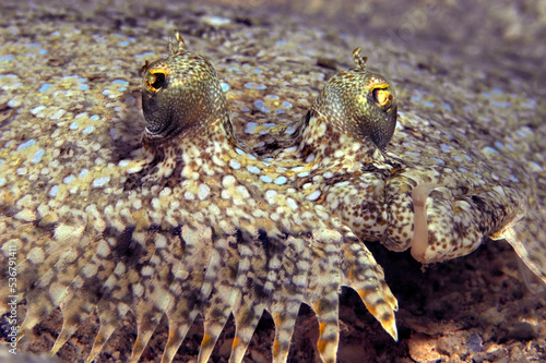 Colorful peacock flounder