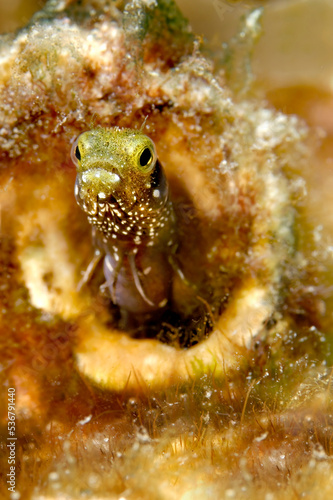 Spinyhead blenny in Honduras photo