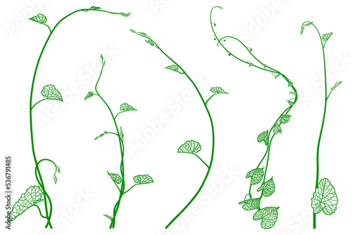 Plant vector nature illustration. Ivy vine plant branches with leaves.