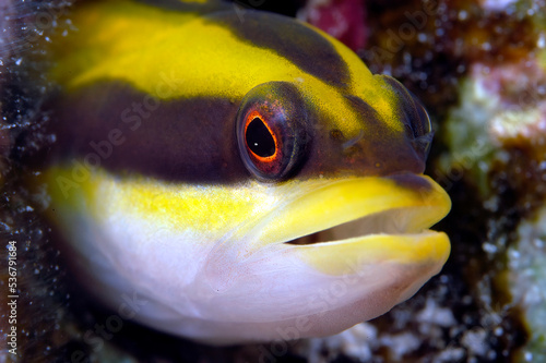 Caribbean blenny on reef