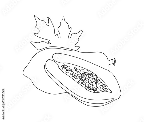 Continuous line art drawing of exotic papaya fruit. fresh papaya tropical fruit single line art drawing vector illustration.