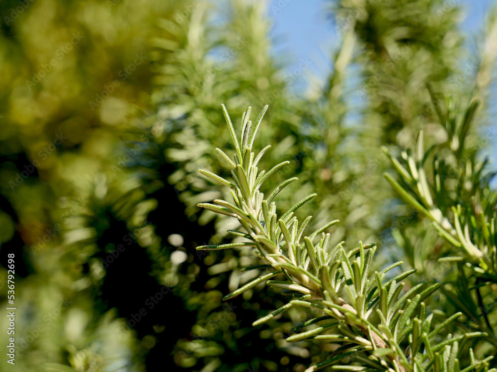 Branches of green rosemary Branches of green rosemary