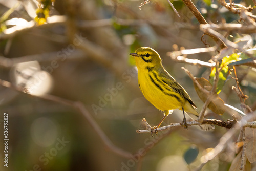 Prairie warbler (Setophaga discolor) in a tree on a sunny day in Sarasota, Florida