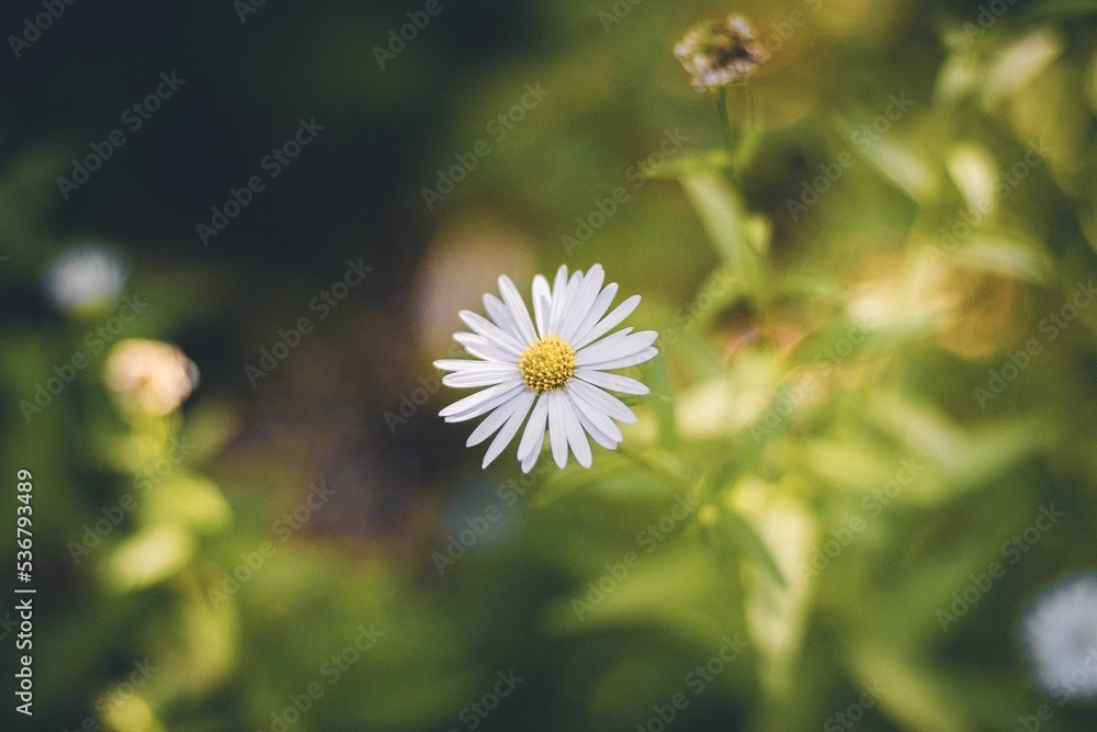 Naklejka premium Selective focus shot of a white daisy