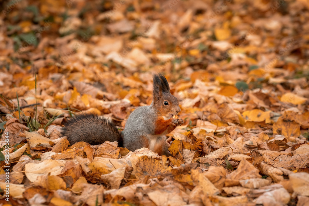 A squirrel eats a nut. Autumn forest and wild squirrel. Fallen leaves A squirrel eats a nut. Autumn forest and wild squirrel. Fallen leaves