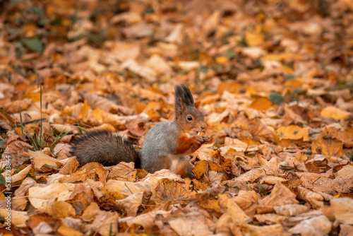 A squirrel eats a nut. Autumn forest and wild squirrel. Fallen leaves