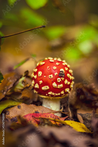 Amanita muscaria, muchomor czerwony