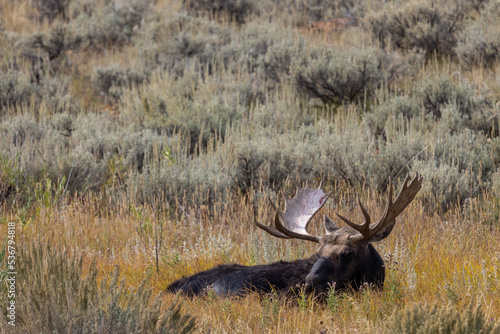 Bull Moose in Wyoming in Autumn © natureguy