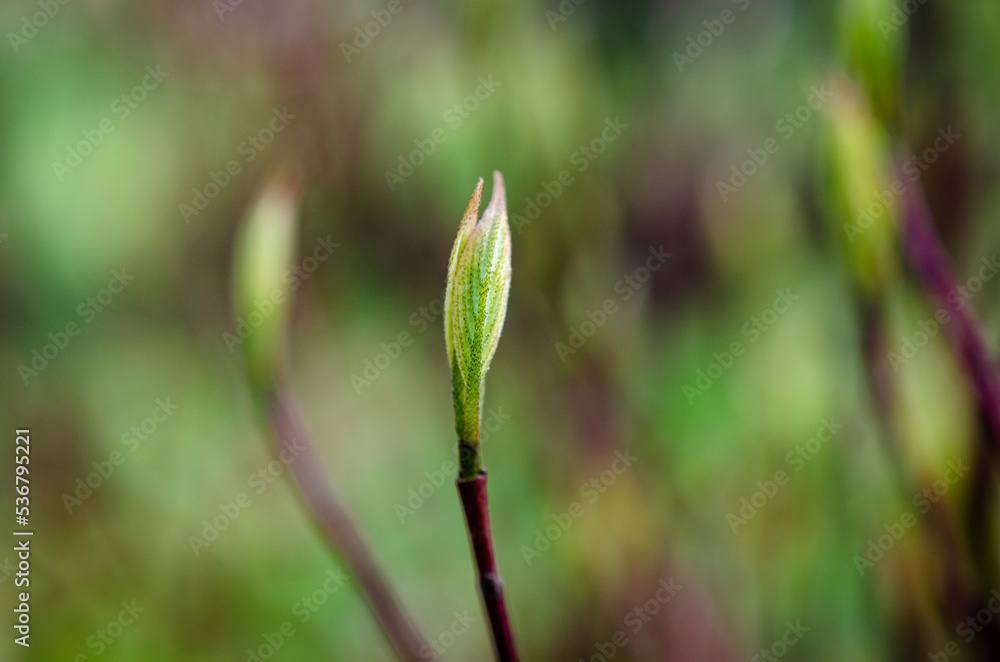 close up of green grass close up of green grass