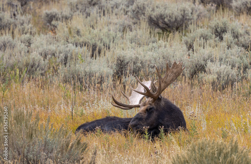 Bull Moose in Wyoming in Autumn