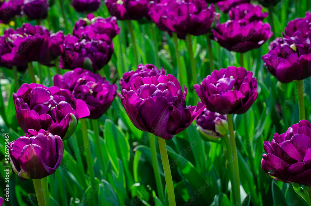 Obraz premium tulips in the garden