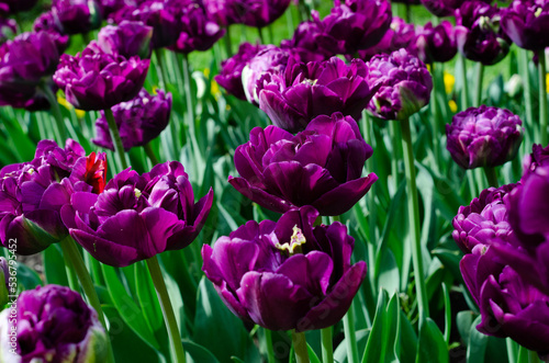 field of tulips