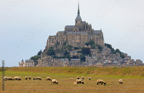 flock of SUFFOLK sheep and the abbey of Mont Saint Michel in France