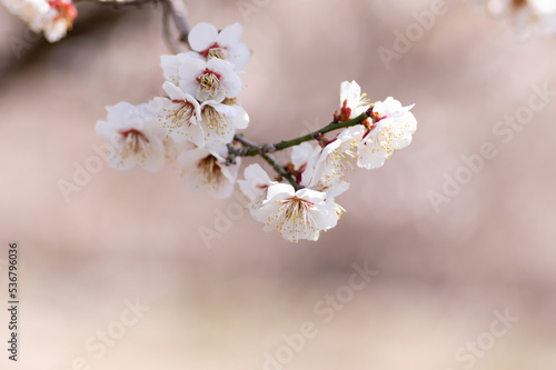 春を告げる梅の花