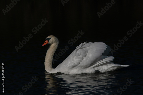 Beautiful Mute Swan (Cygnus olor) floating on water with reflection on a dark background. Gelderland in the Netherlands.                                               © Albert Beukhof