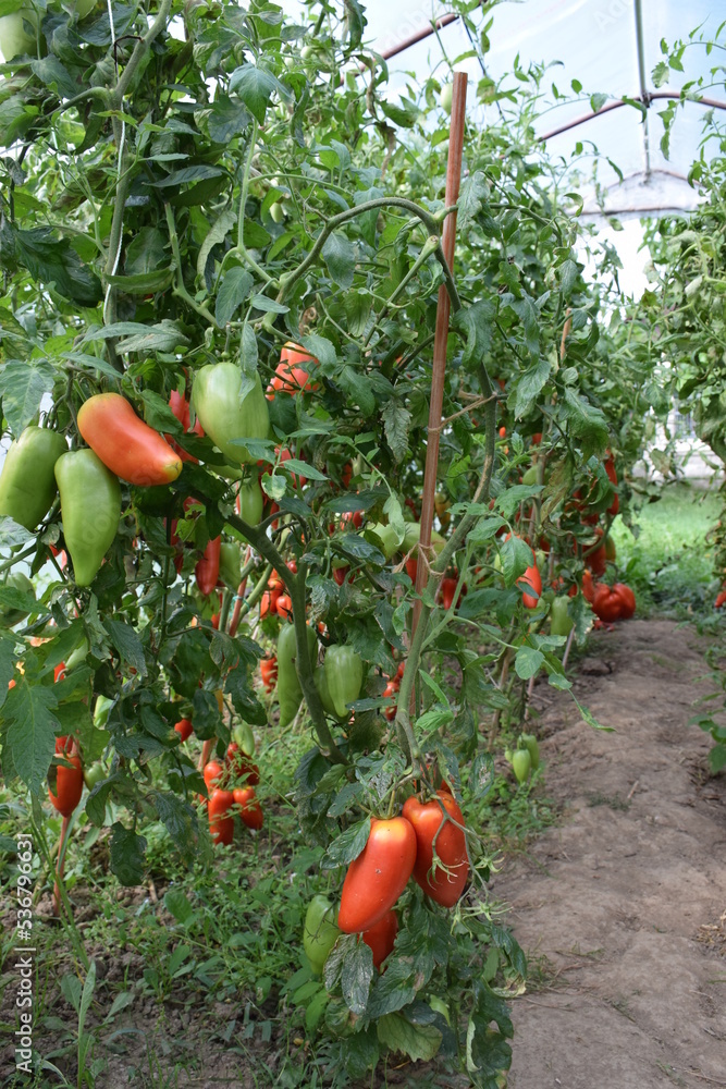 Obraz na płótnie Dojrzewające pomidory czerwone i zielone w salonie