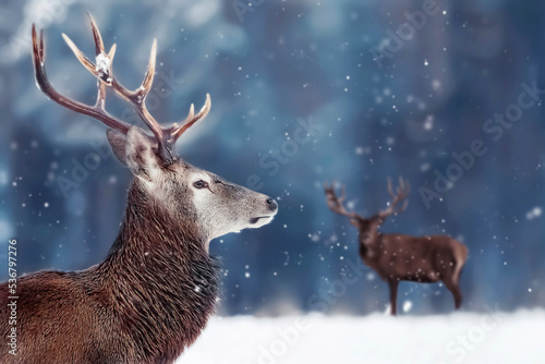 Noble deer male in winter snow forest. Winter christmas image. Free space for text. © delbars