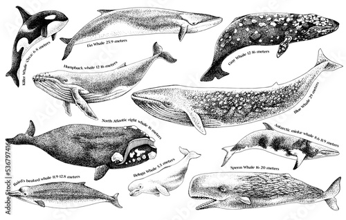 Fotografia Illustration of whales on a white background.