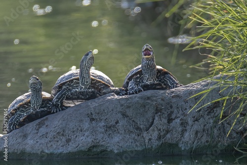 Three turtles looks like Singing on a rock by the river photo