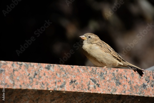 Pretty specimen of house sparrow in an urban park in Quebec, Canada