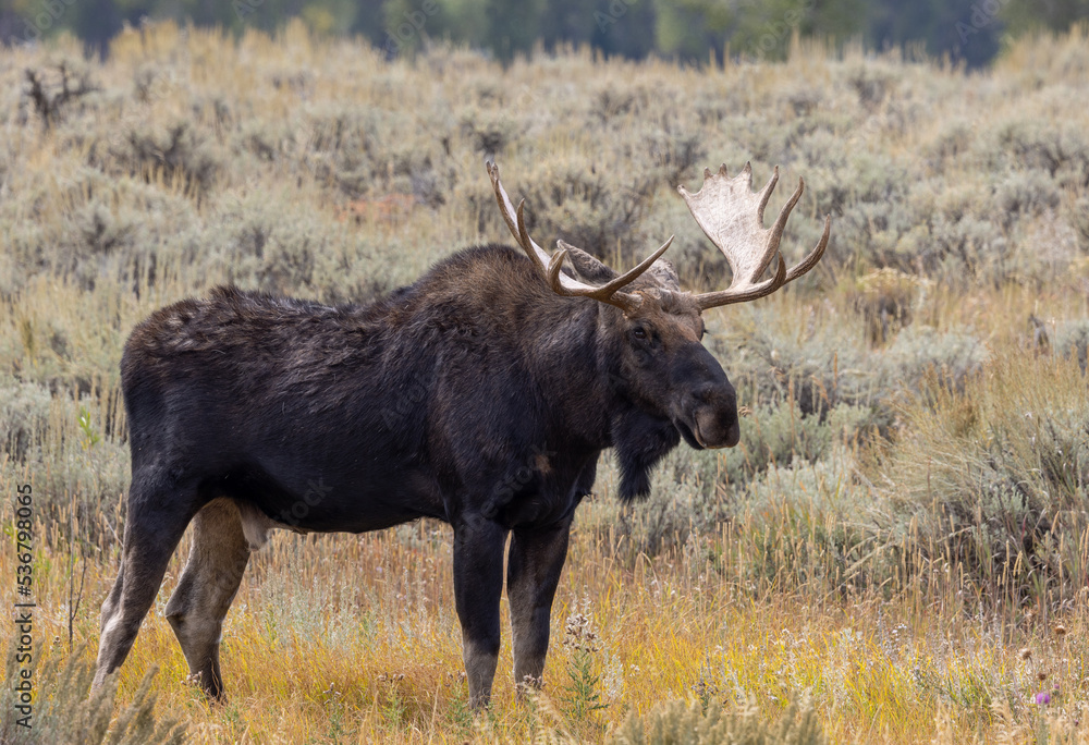 Bull Moose in Wyoming in Autumn Bull Moose in Wyoming in Autumn