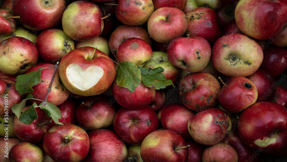 Apple harvest background - Top view of many colorful red ripe apples, apple with carved heart symbol Apple harvest background - Top view of many colorful red ripe apples, apple with carved heart symbol