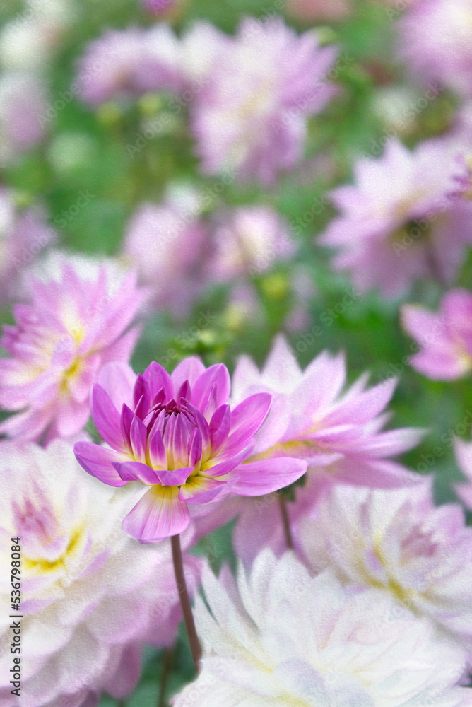 Fototapeta premium Dahlias Floral artwork Paper texture 