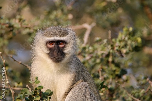 Vervet Monkey, Mkhuze, South Africa