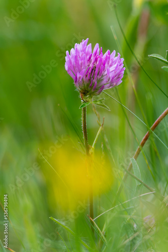 Purple field flower. Flower on grass. Flower in the garden