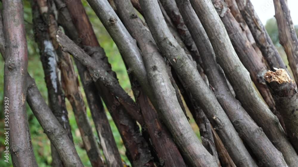 Old trees are piled up, beans are grown on them Old trees are piled up, beans are grown on them